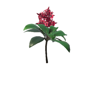 flower Plumeria_red